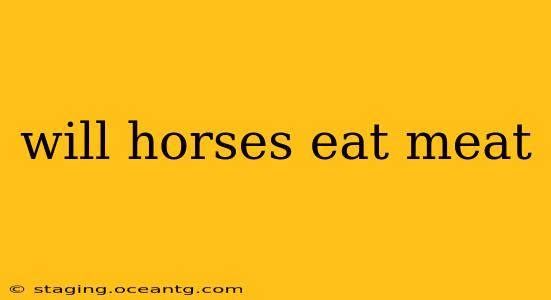 will horses eat meat