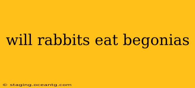 will rabbits eat begonias