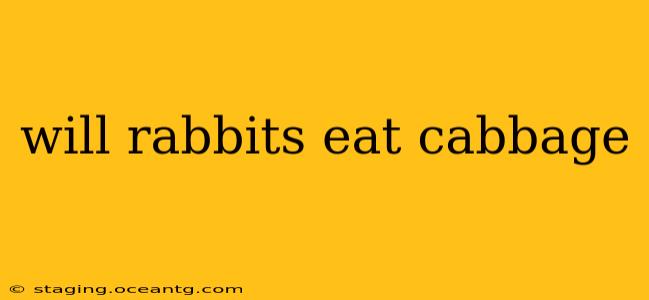 will rabbits eat cabbage