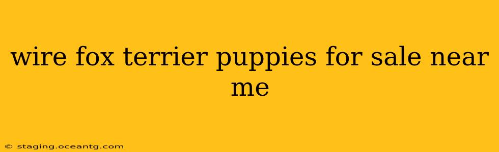 wire fox terrier puppies for sale near me