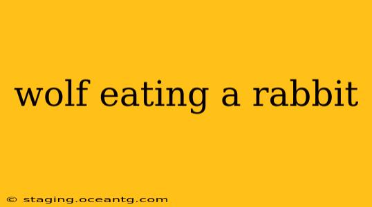 wolf eating a rabbit