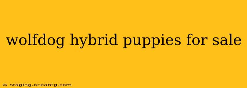 wolfdog hybrid puppies for sale