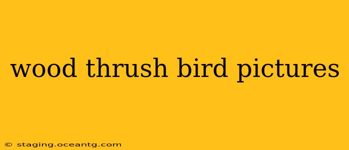 wood thrush bird pictures