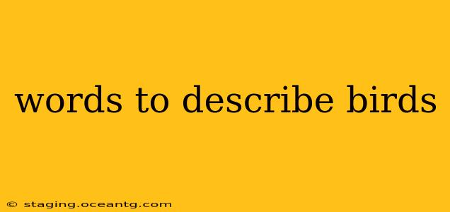 words to describe birds