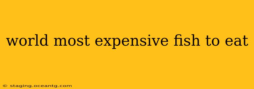 world most expensive fish to eat