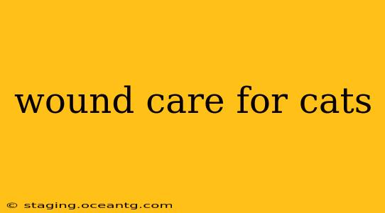 wound care for cats