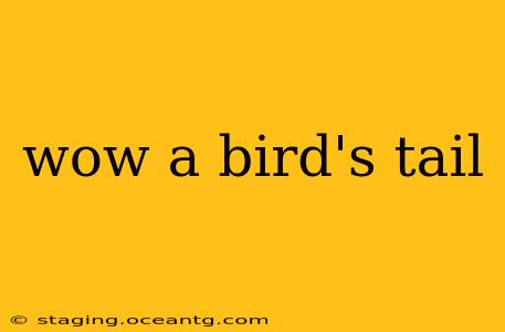 wow a bird's tail