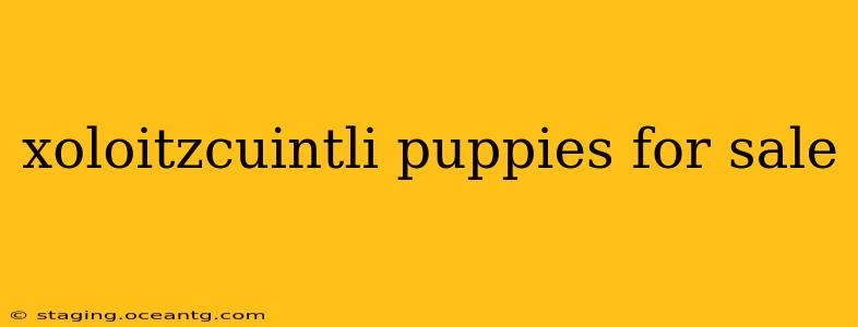 xoloitzcuintli puppies for sale