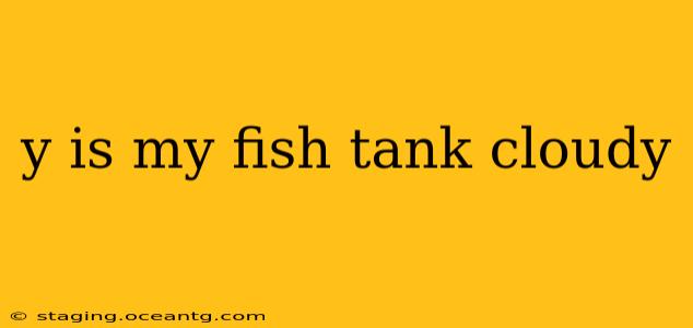 y is my fish tank cloudy