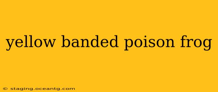 yellow banded poison frog