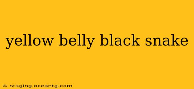 yellow belly black snake