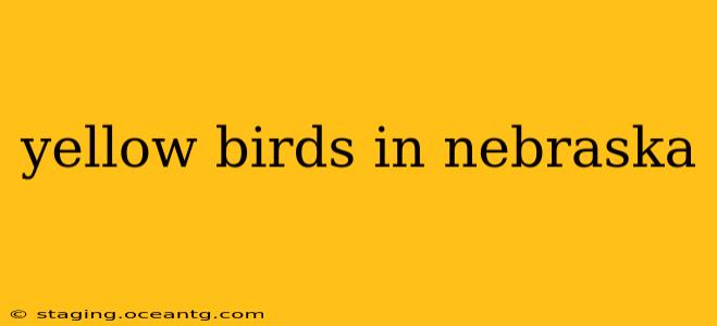yellow birds in nebraska