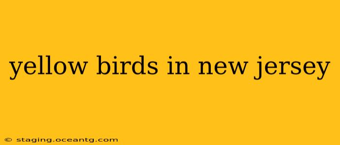 yellow birds in new jersey