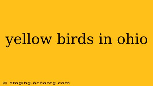 yellow birds in ohio