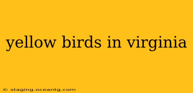 yellow birds in virginia