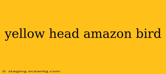 yellow head amazon bird