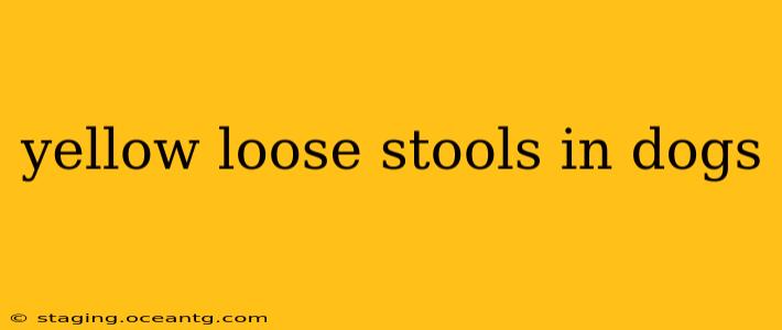 yellow loose stools in dogs
