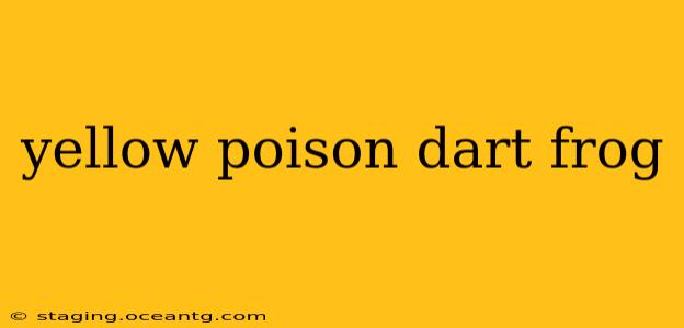 yellow poison dart frog