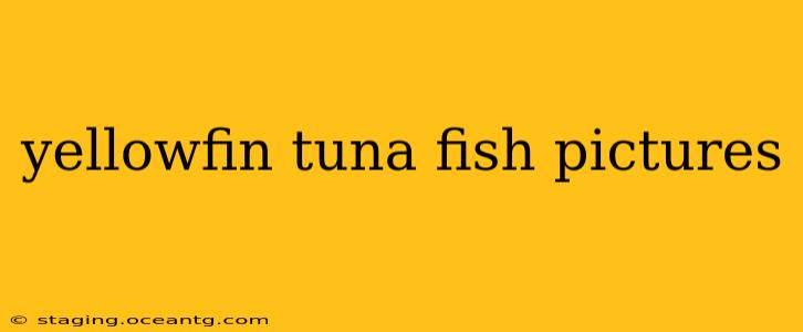 yellowfin tuna fish pictures