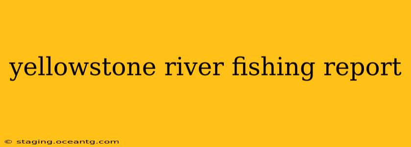 yellowstone river fishing report