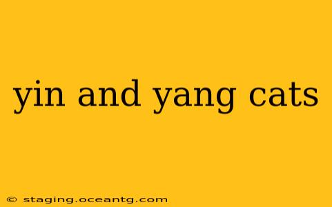 yin and yang cats