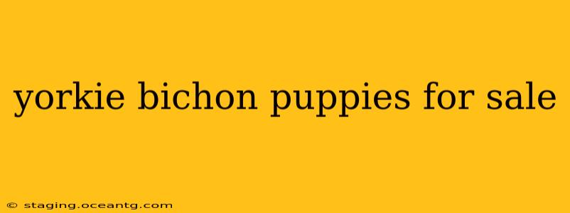 yorkie bichon puppies for sale