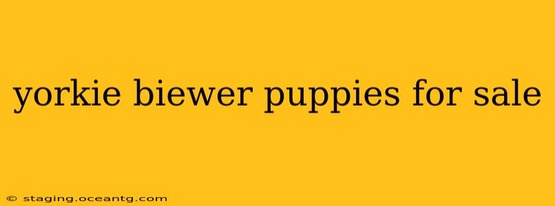 yorkie biewer puppies for sale