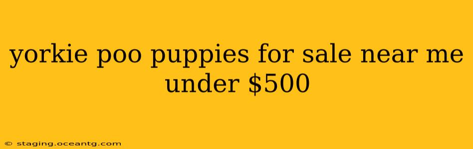 yorkie poo puppies for sale near me under $500