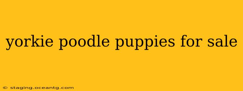 yorkie poodle puppies for sale