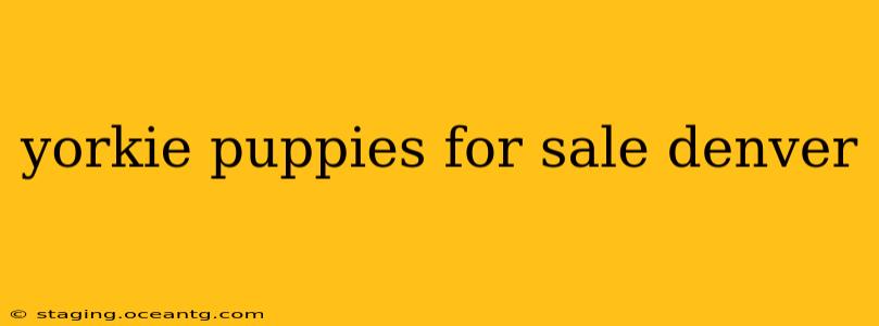 yorkie puppies for sale denver