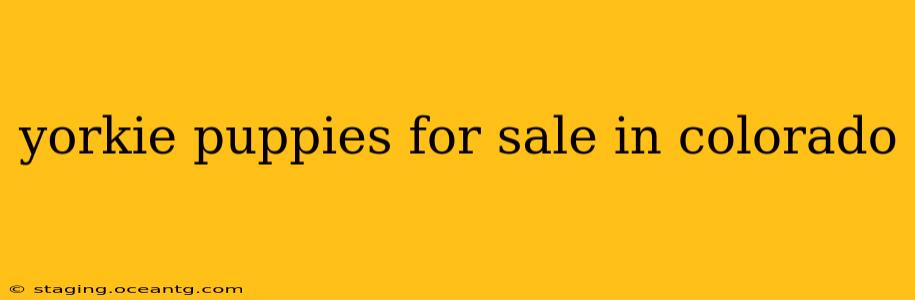 yorkie puppies for sale in colorado