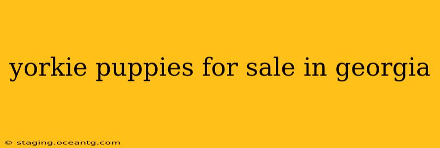 yorkie puppies for sale in georgia