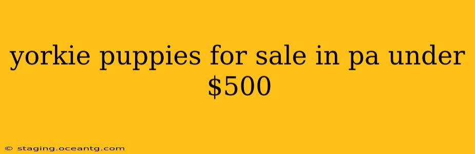 yorkie puppies for sale in pa under $500