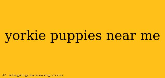 yorkie puppies near me