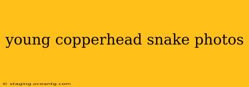 young copperhead snake photos
