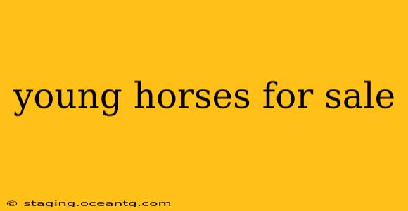 young horses for sale