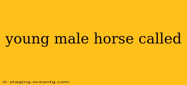 young male horse called