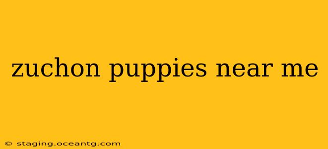 zuchon puppies near me